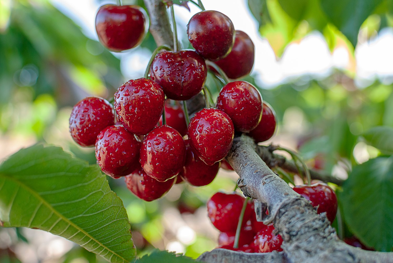 Prunus avium 'Stella' E, (körsbär)