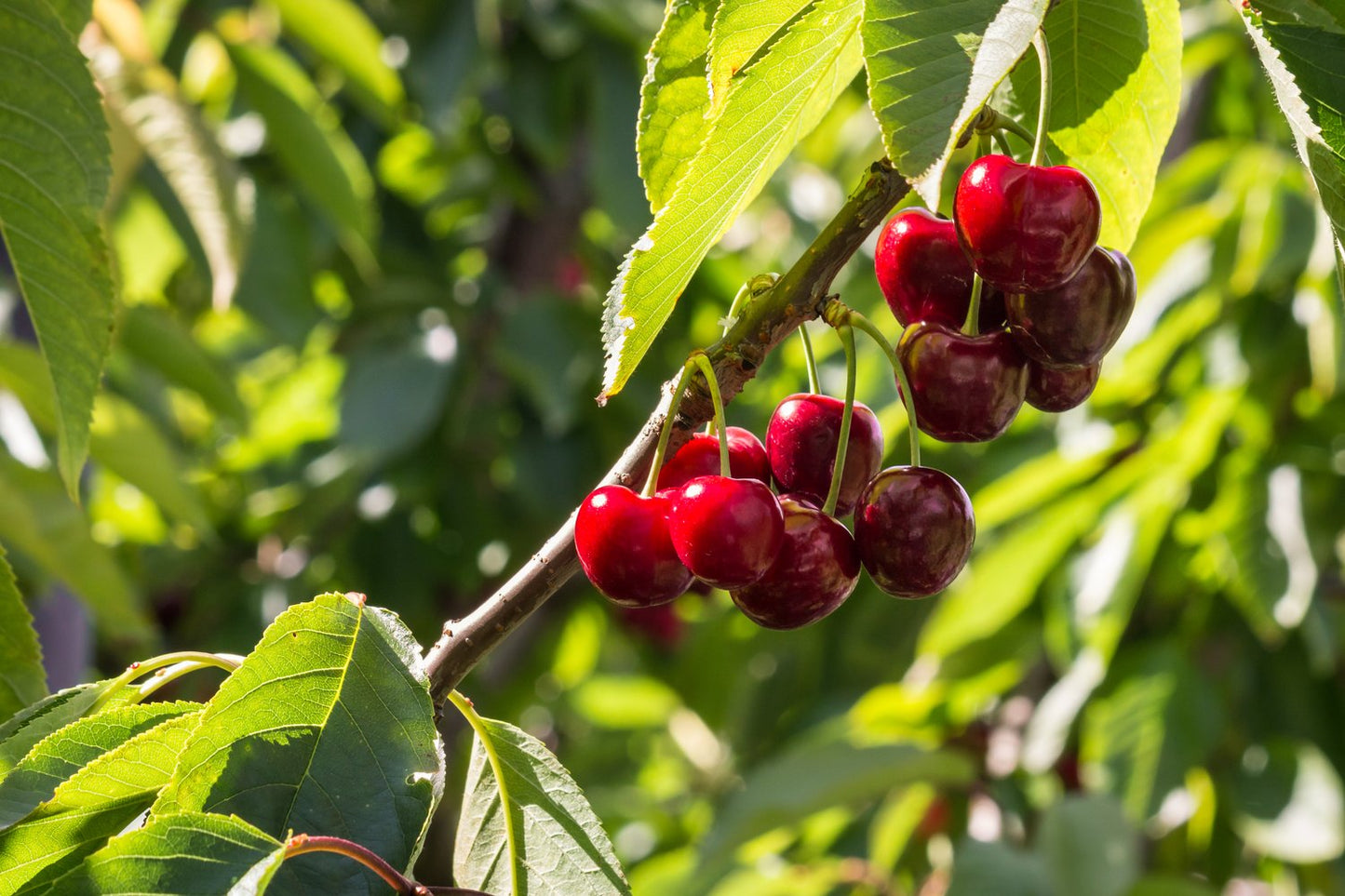 Prunus avium 'Stella' E, (körsbär)