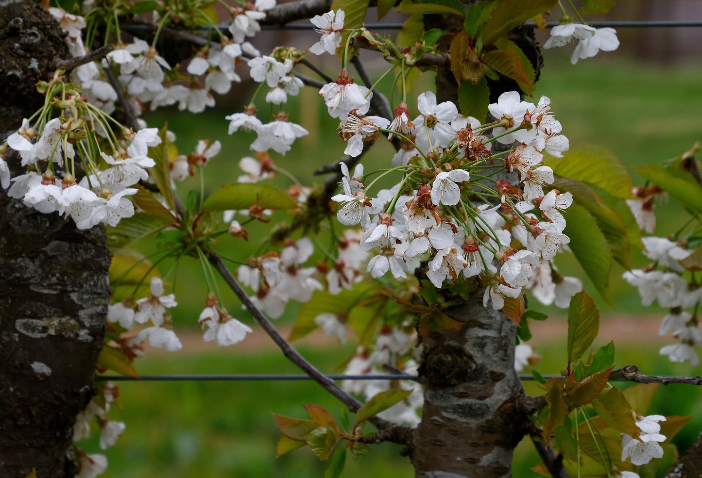 Prunus avium 'Stella' E, (körsbär)