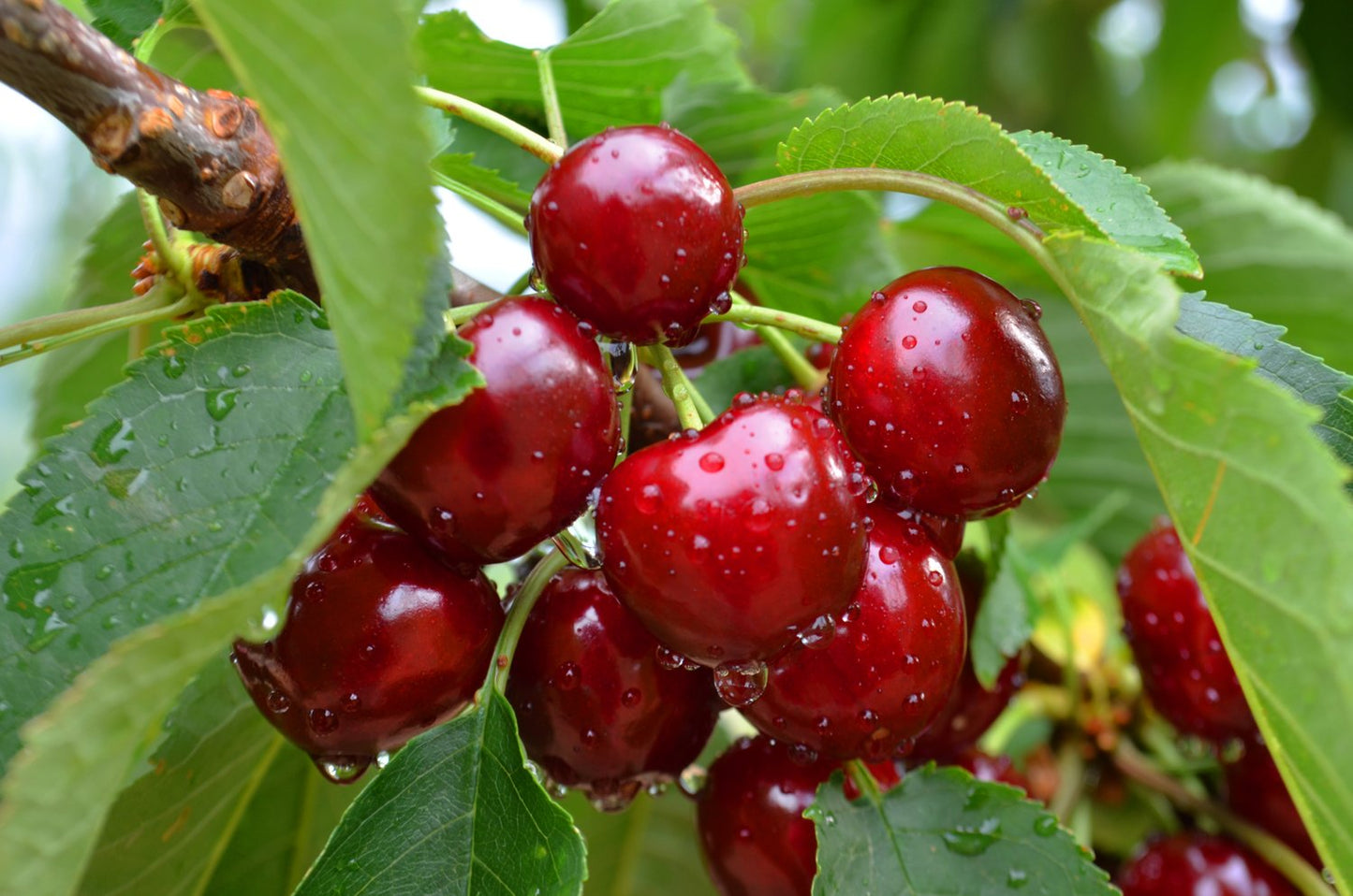 Prunus avium 'Sunburst' (körsbär), inkl. uppbindnings kit