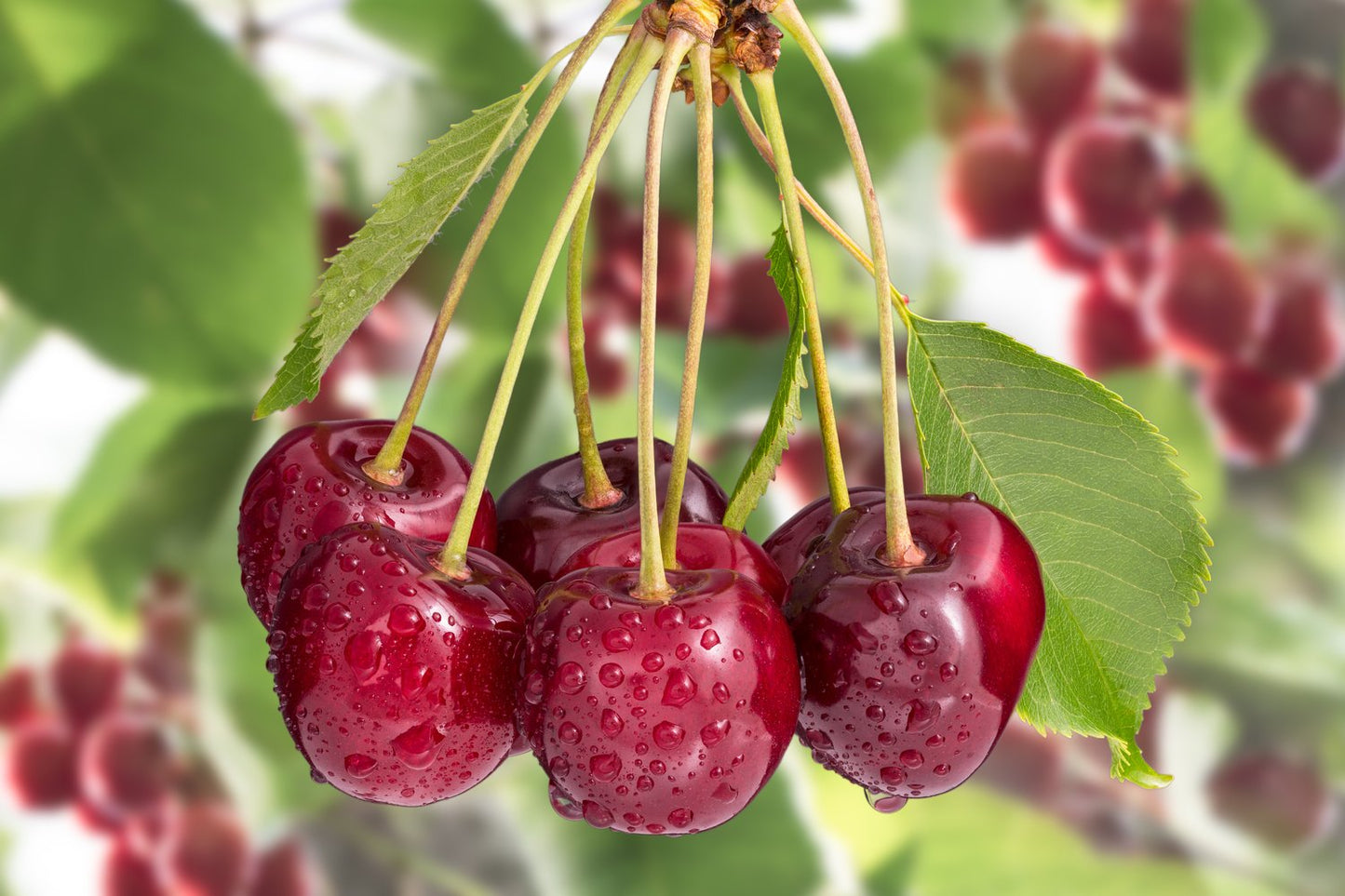 Prunus avium 'Sunburst' (körsbär)