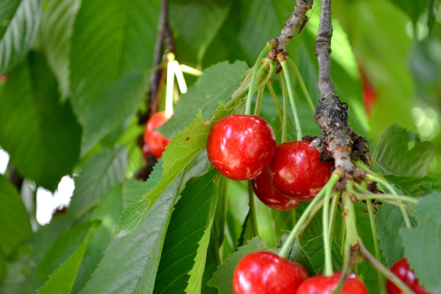 Prunus avium 'Sunburst' (körsbär)