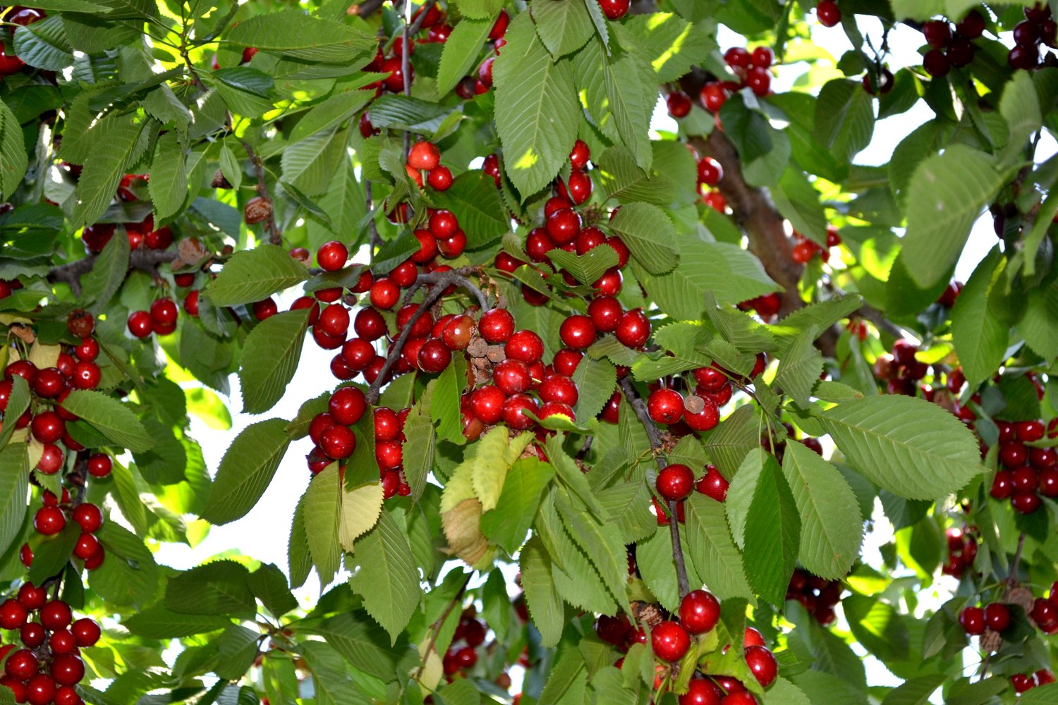 Prunus avium 'Sunburst' (körsbär)