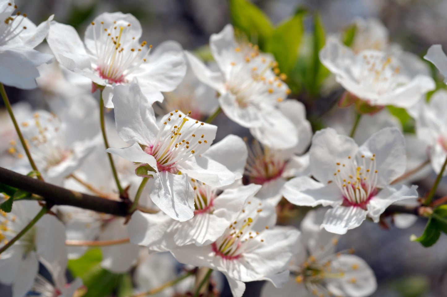 Prunus avium 'Sunburst' (körsbär)