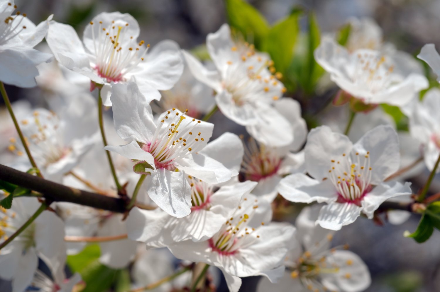 Prunus avium 'Sunburst' (körsbär)