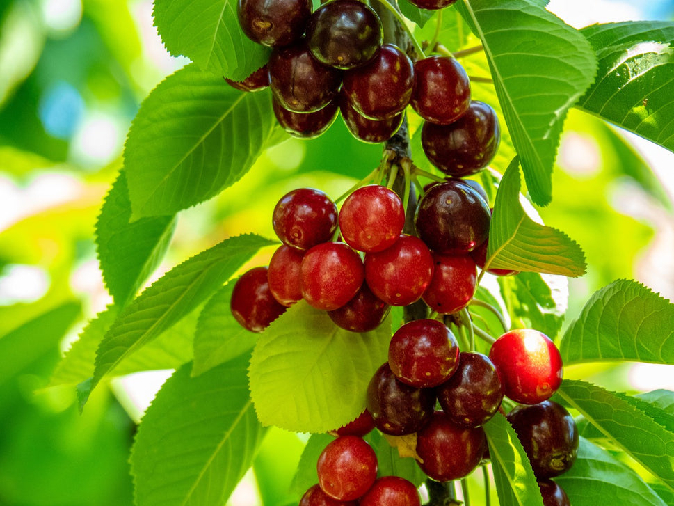 Prunus avium SWEETHEART (körsbär), inkl uppbindnings kit