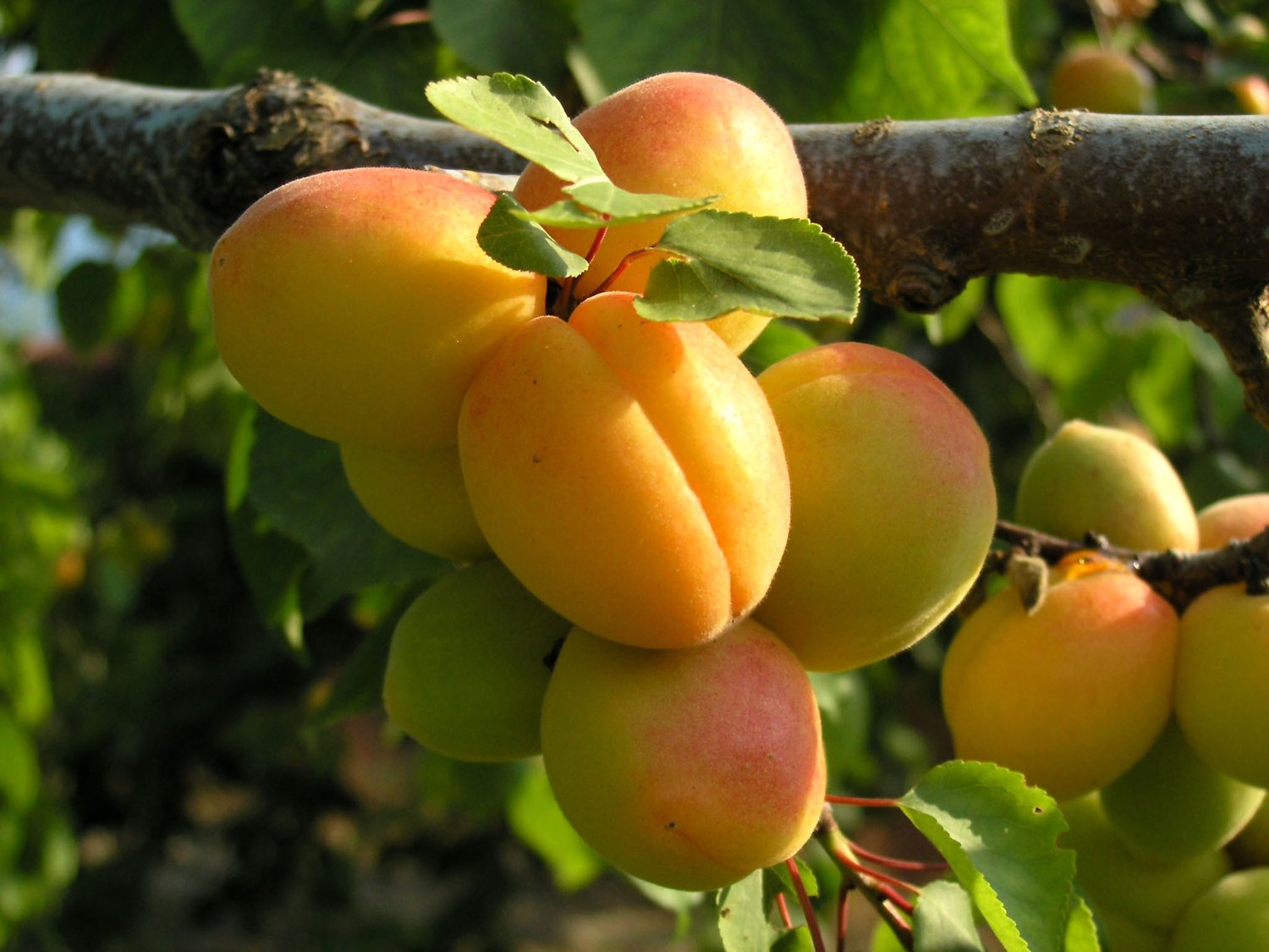 Prunus armeniaca 'Hargrand' (aprikos)