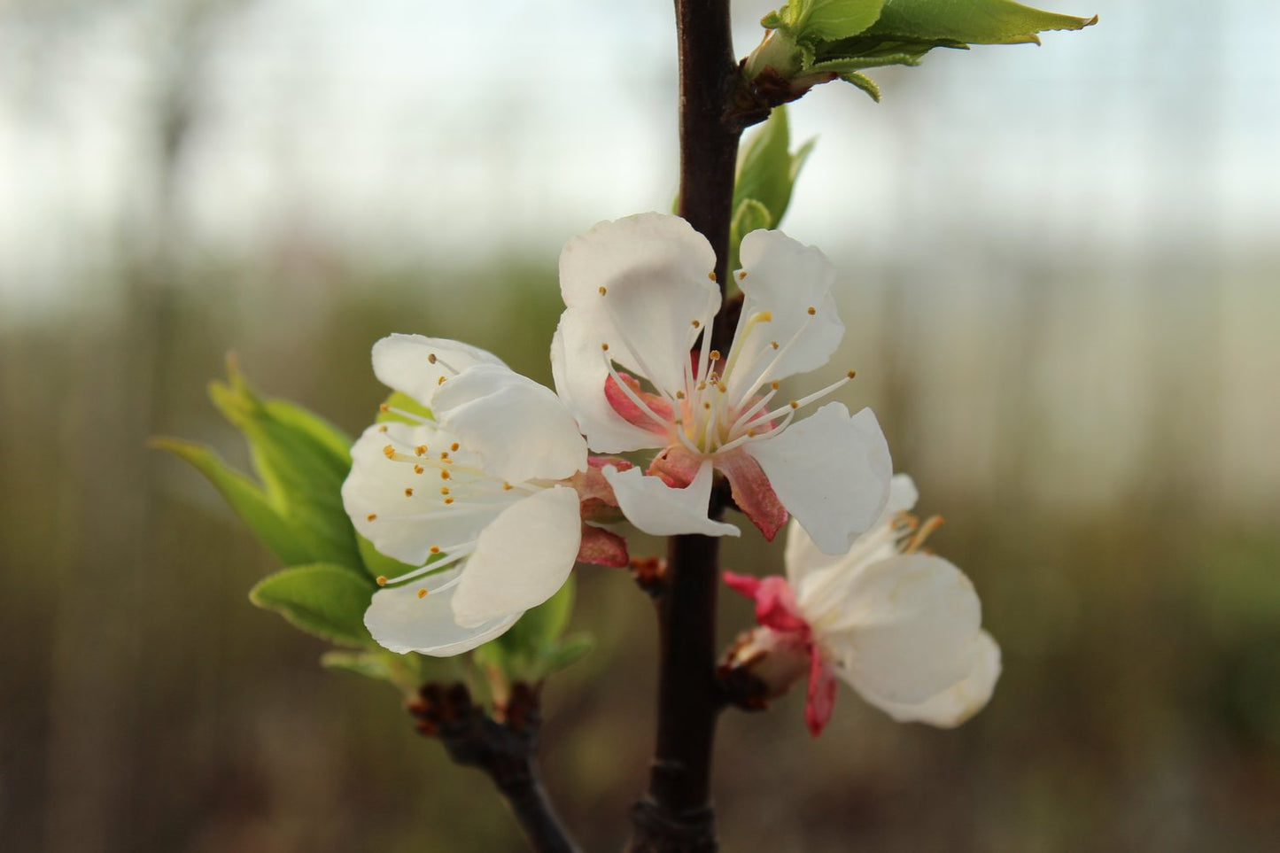 Prunus armeniaca 'Hargrand' (aprikos)