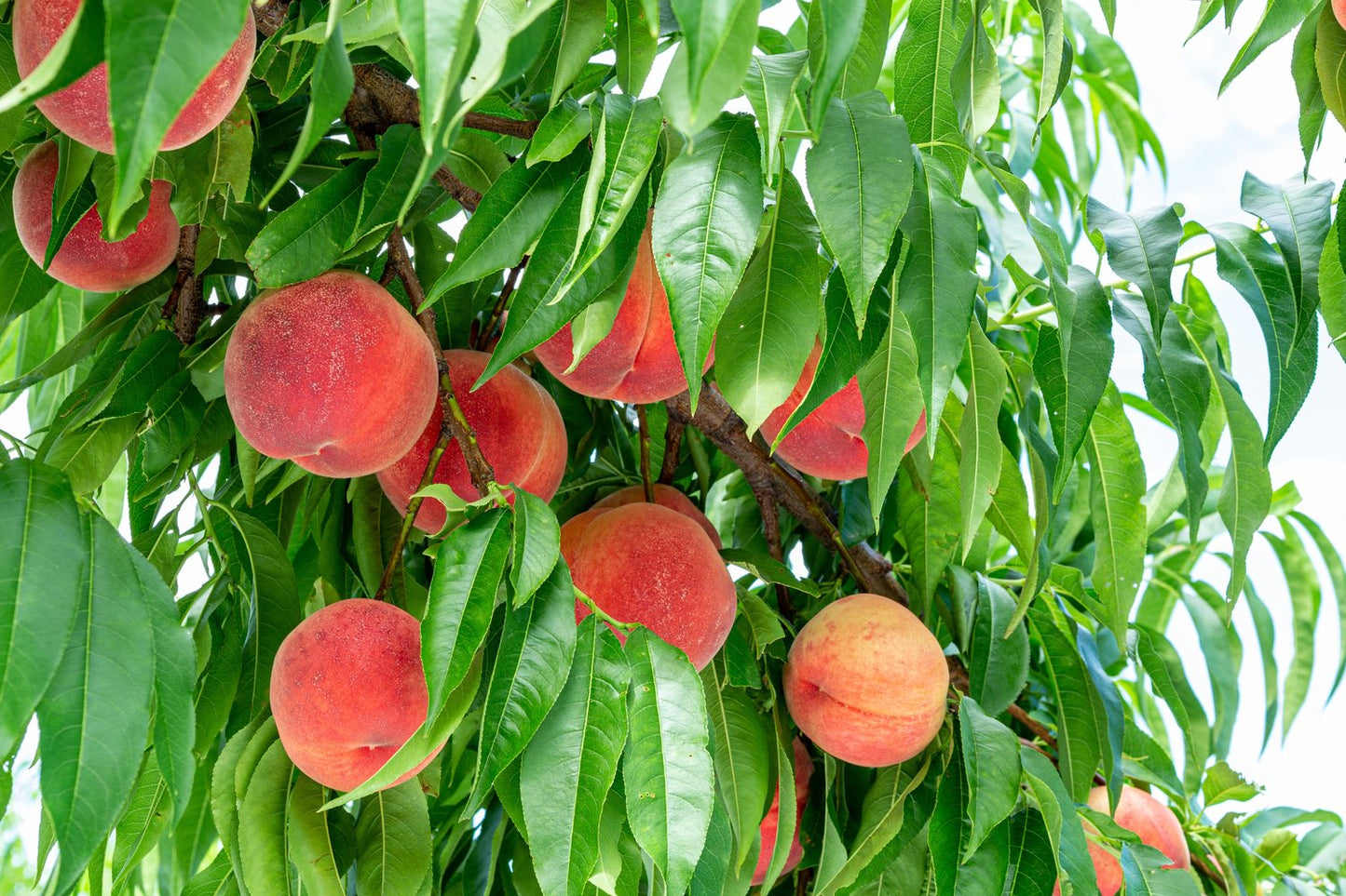 Prunus persica 'Riga' (persika)