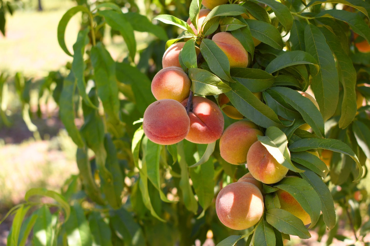 Prunus persica 'Riga' (persika)