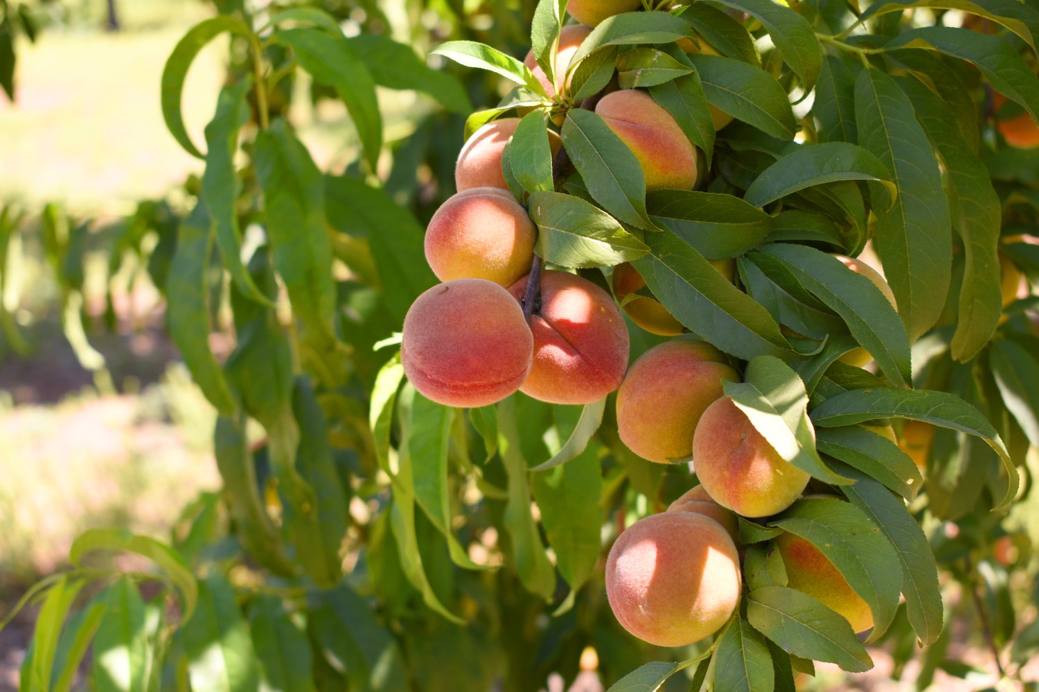 Prunus persica 'Riga' (persika)