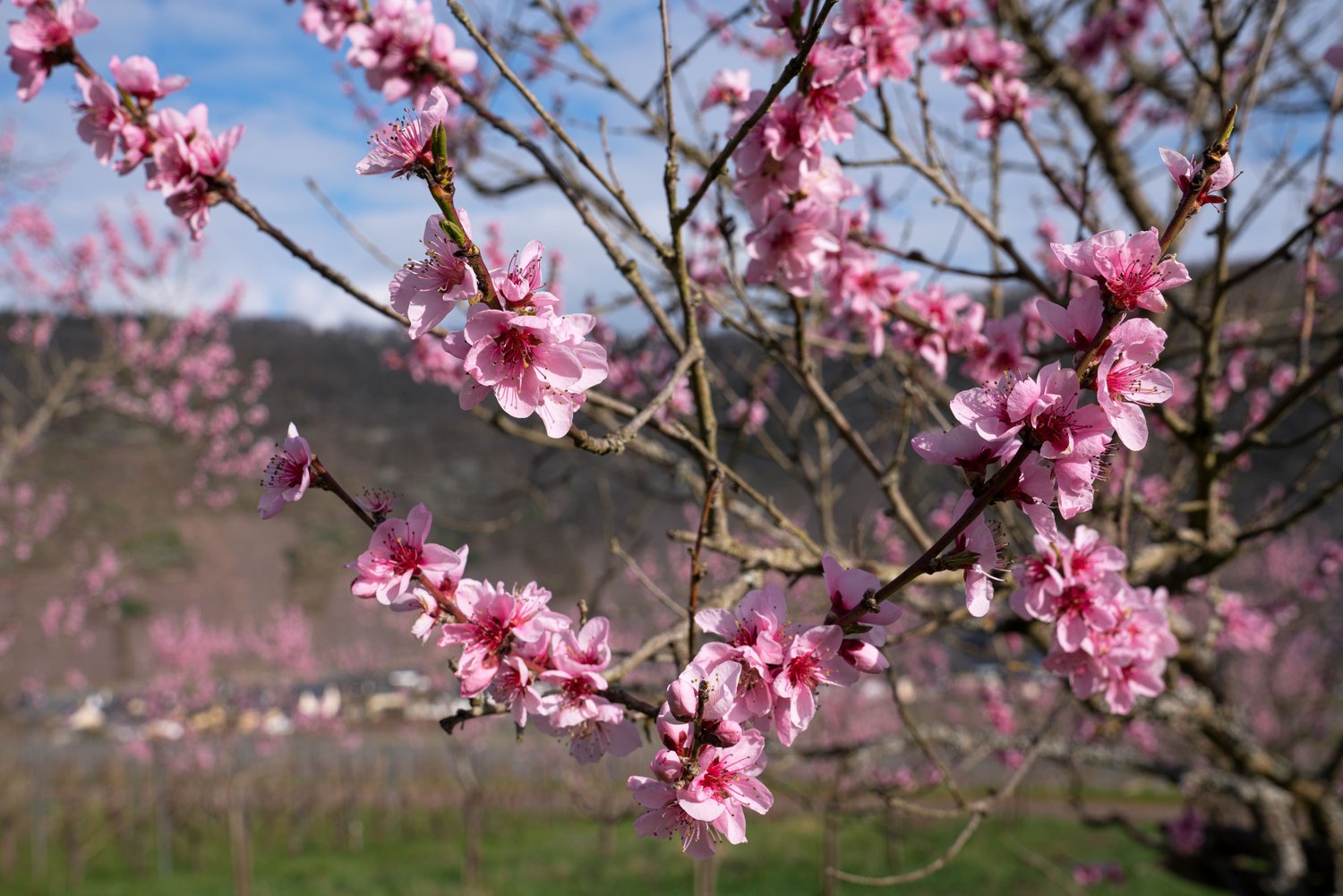 Prunus persica 'Riga' (persika)
