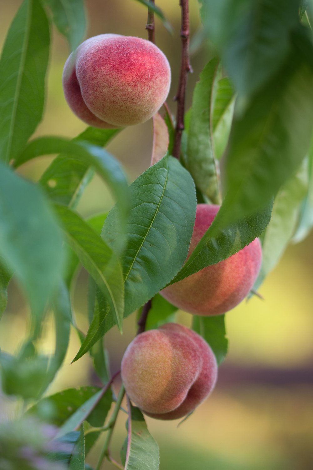 Prunus persica 'Riga' (persika)