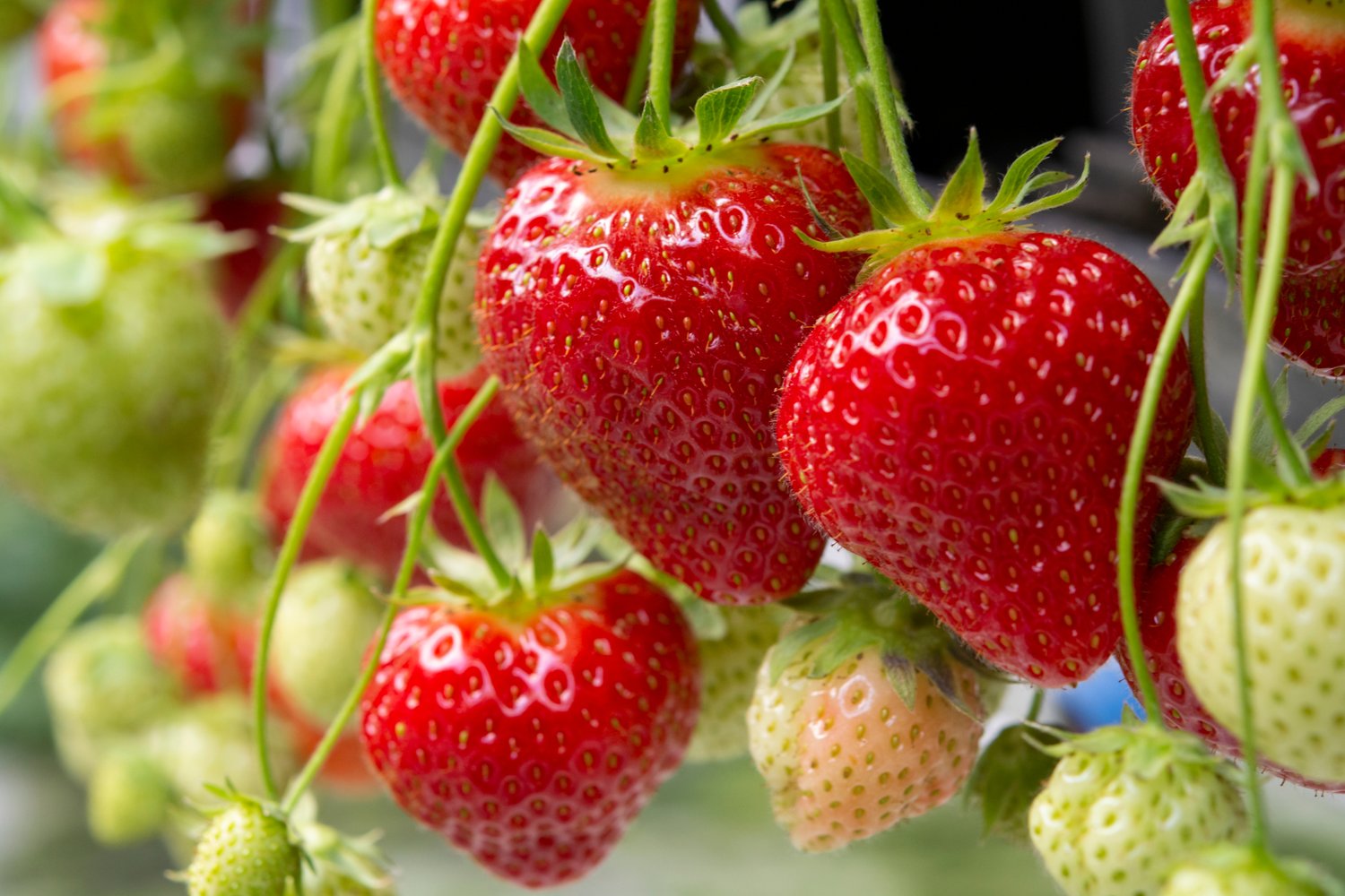 Fragaria ananassa 'Polka'