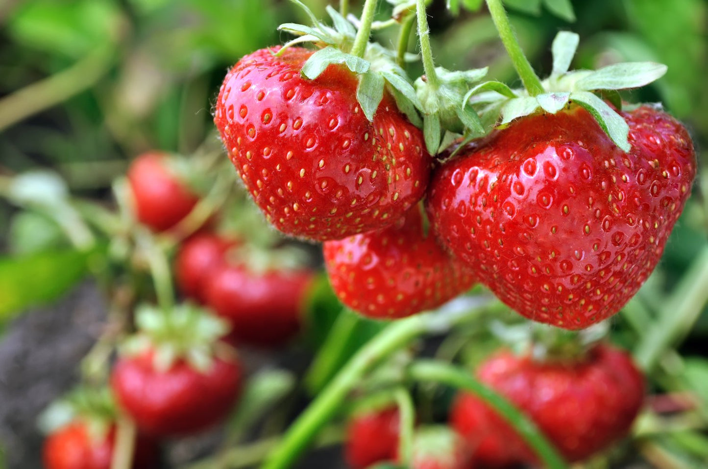Fragaria ananassa 'Sengana'