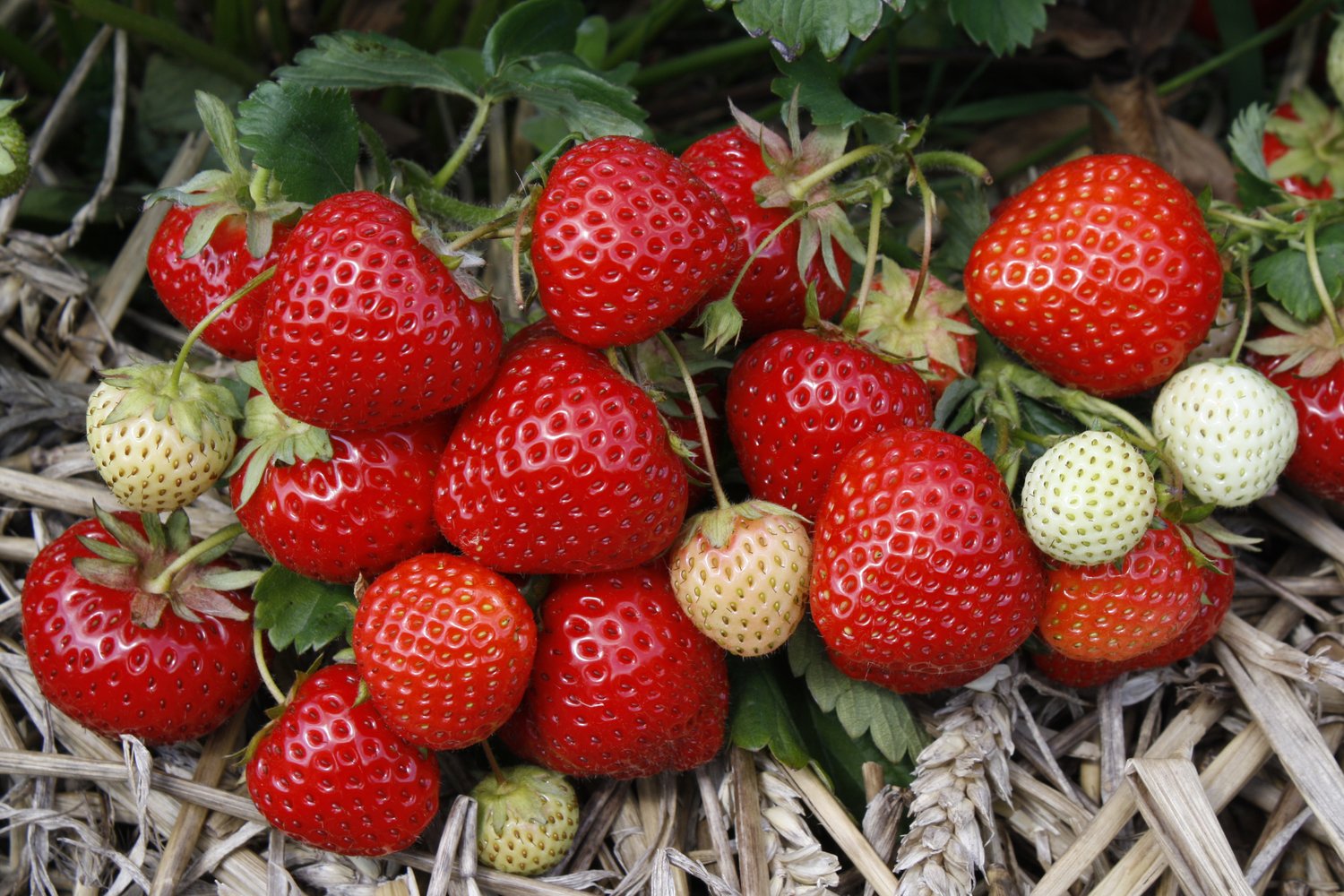 Fragaria ananassa 'Rumba'