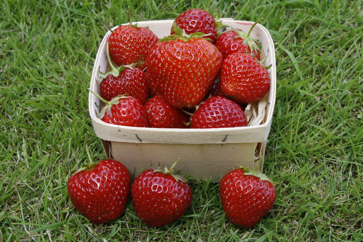 Fragaria ananassa 'Rumba'