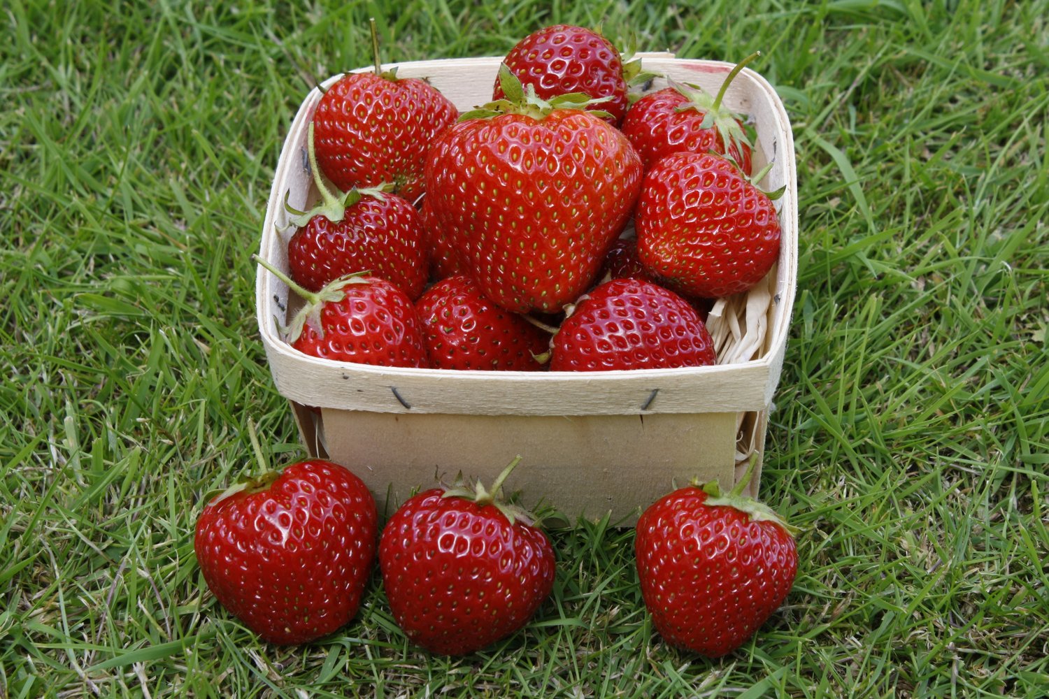 Fragaria ananassa 'Rumba'