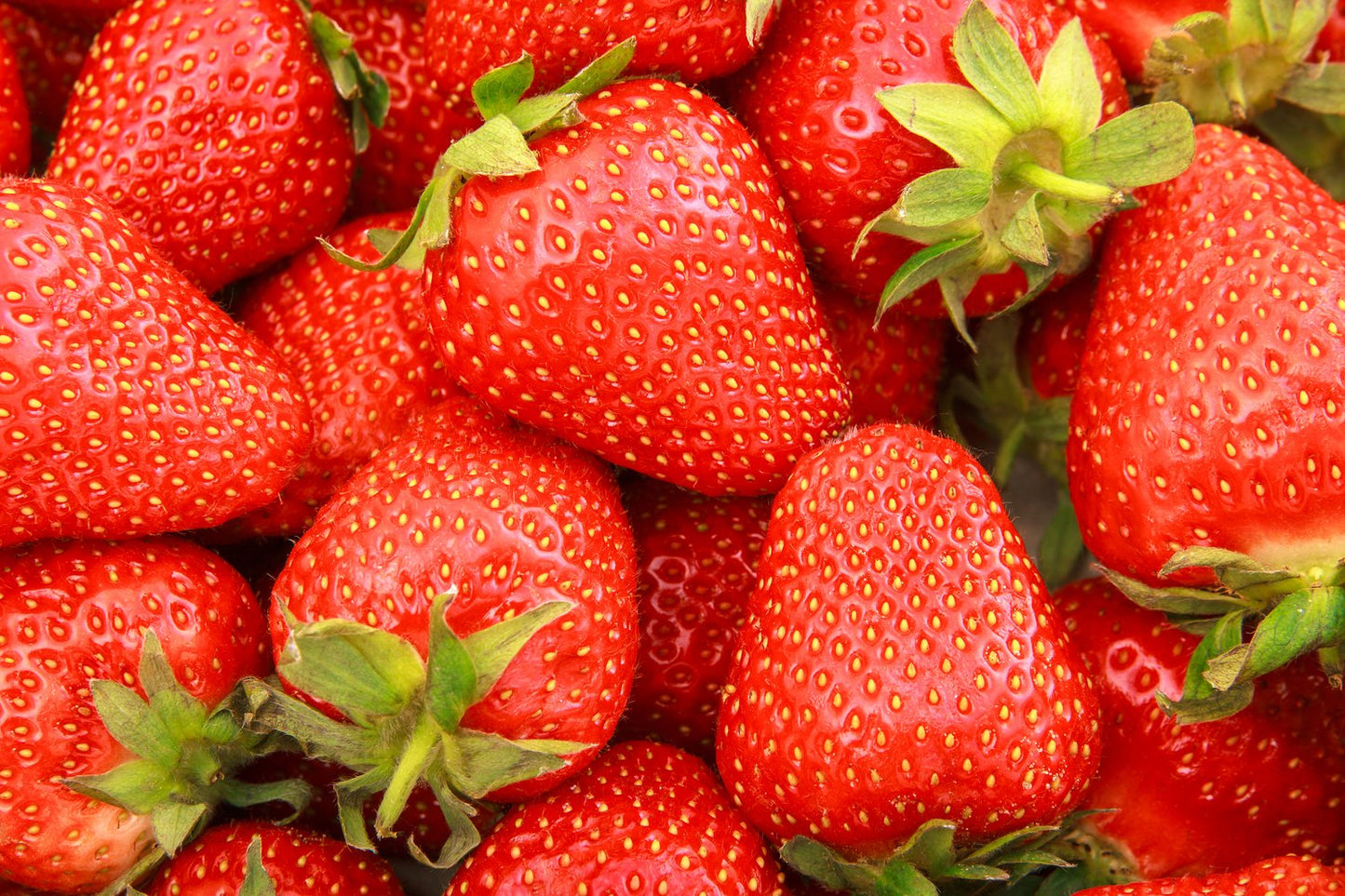 Fragaria ananassa 'Sonata'