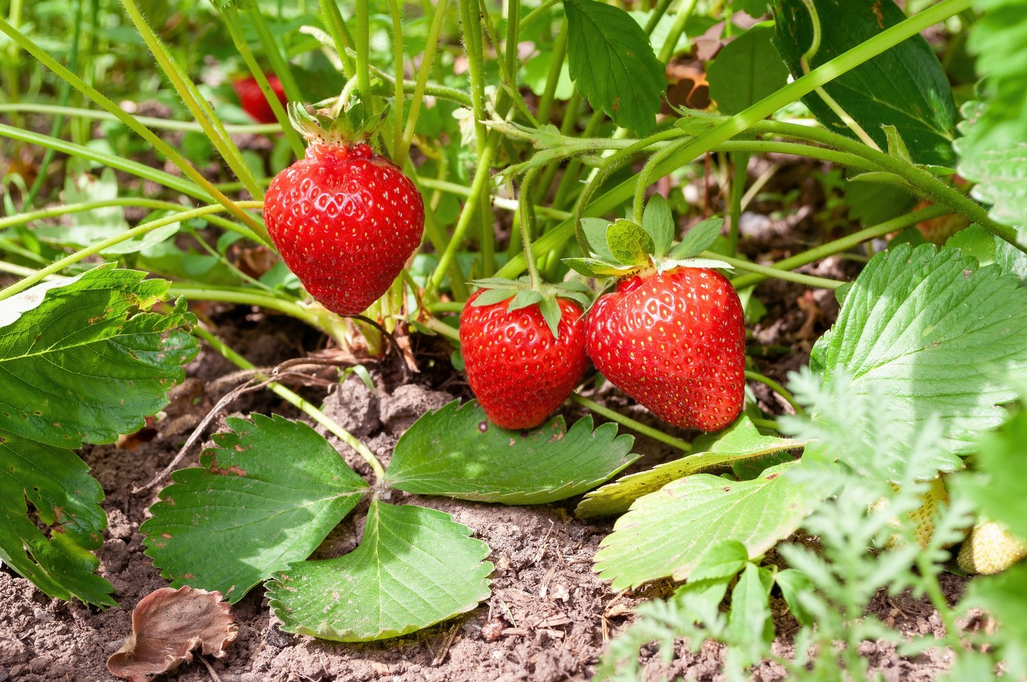 Fragaria ananassa 'Sonata'