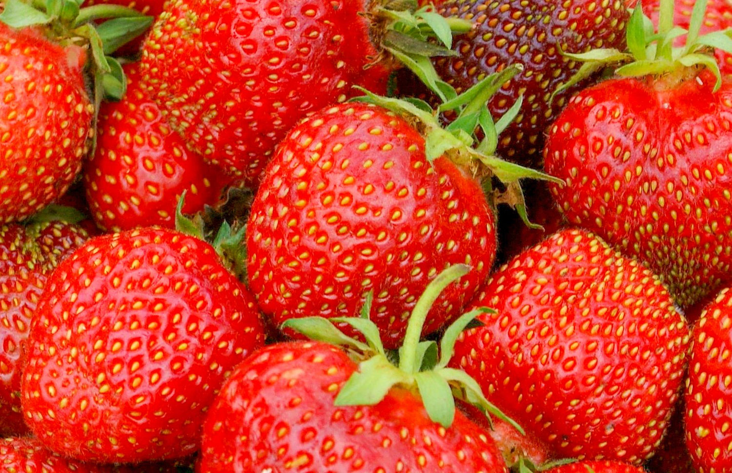 Fragaria ananassa 'Salsa'