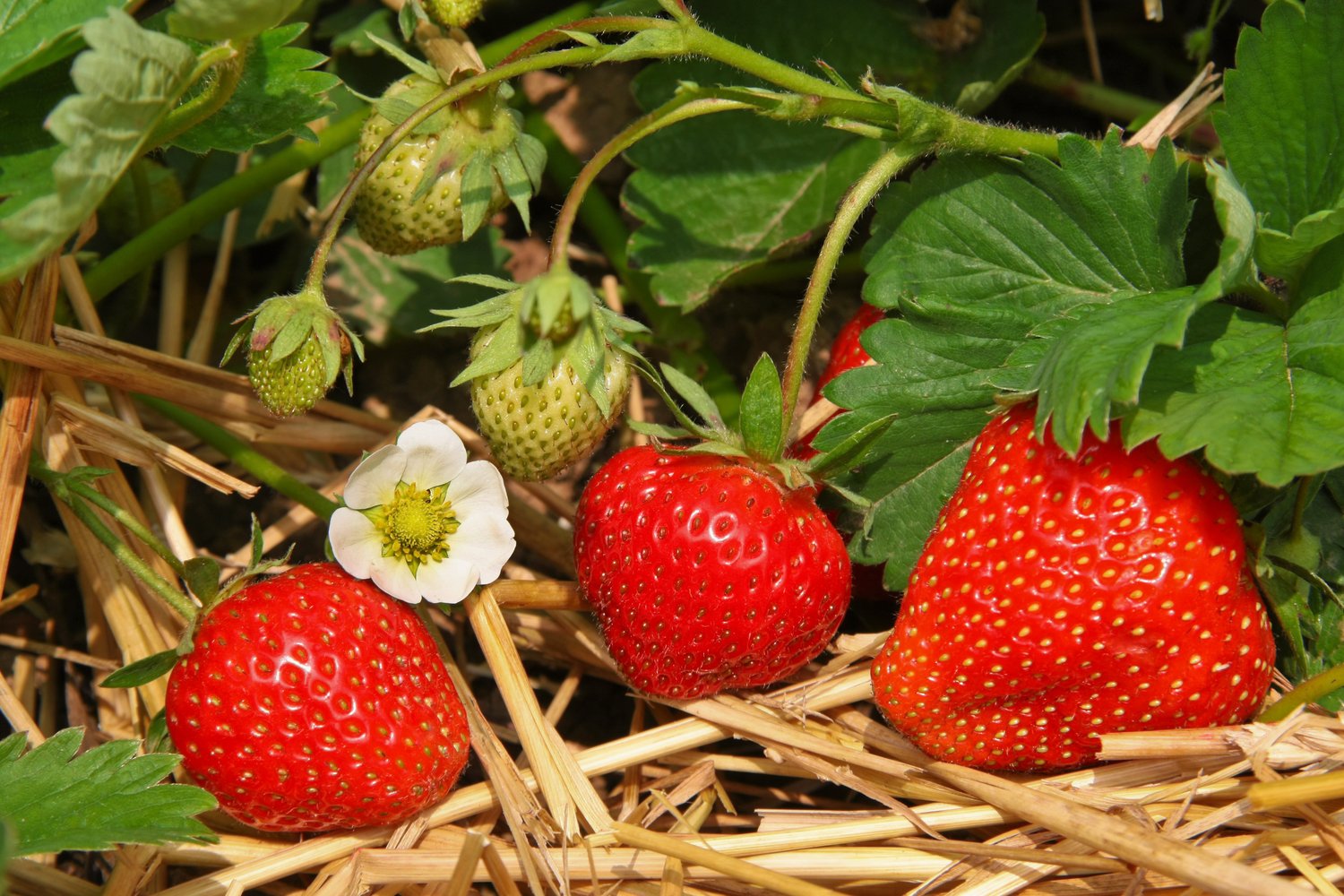 Fragaria ananassa 'Salsa'
