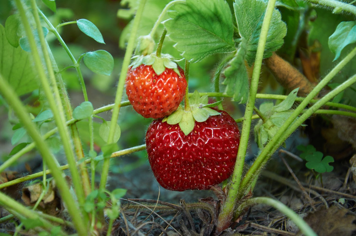 Fragaria ananassa 'Malwina'
