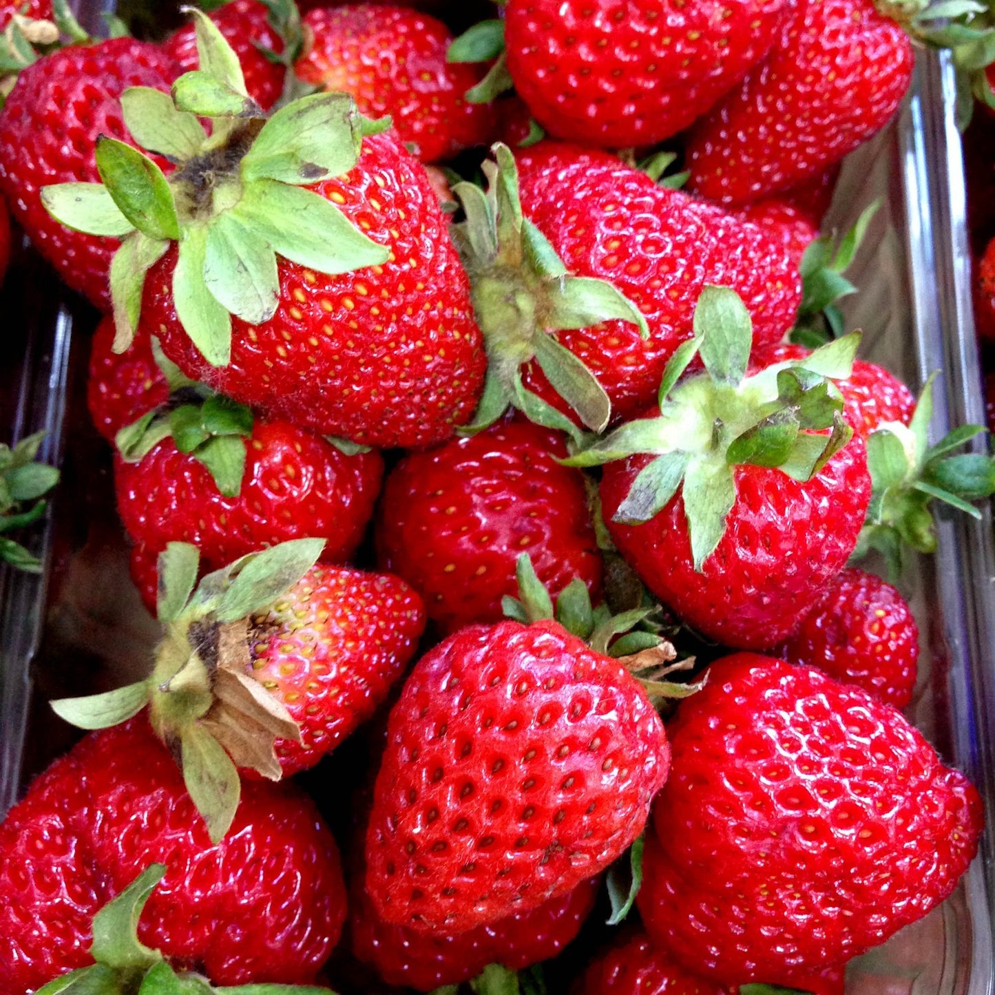 Fragaria ananassa 'Korona'