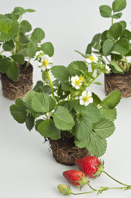 Fragaria ananassa 'Korona'
