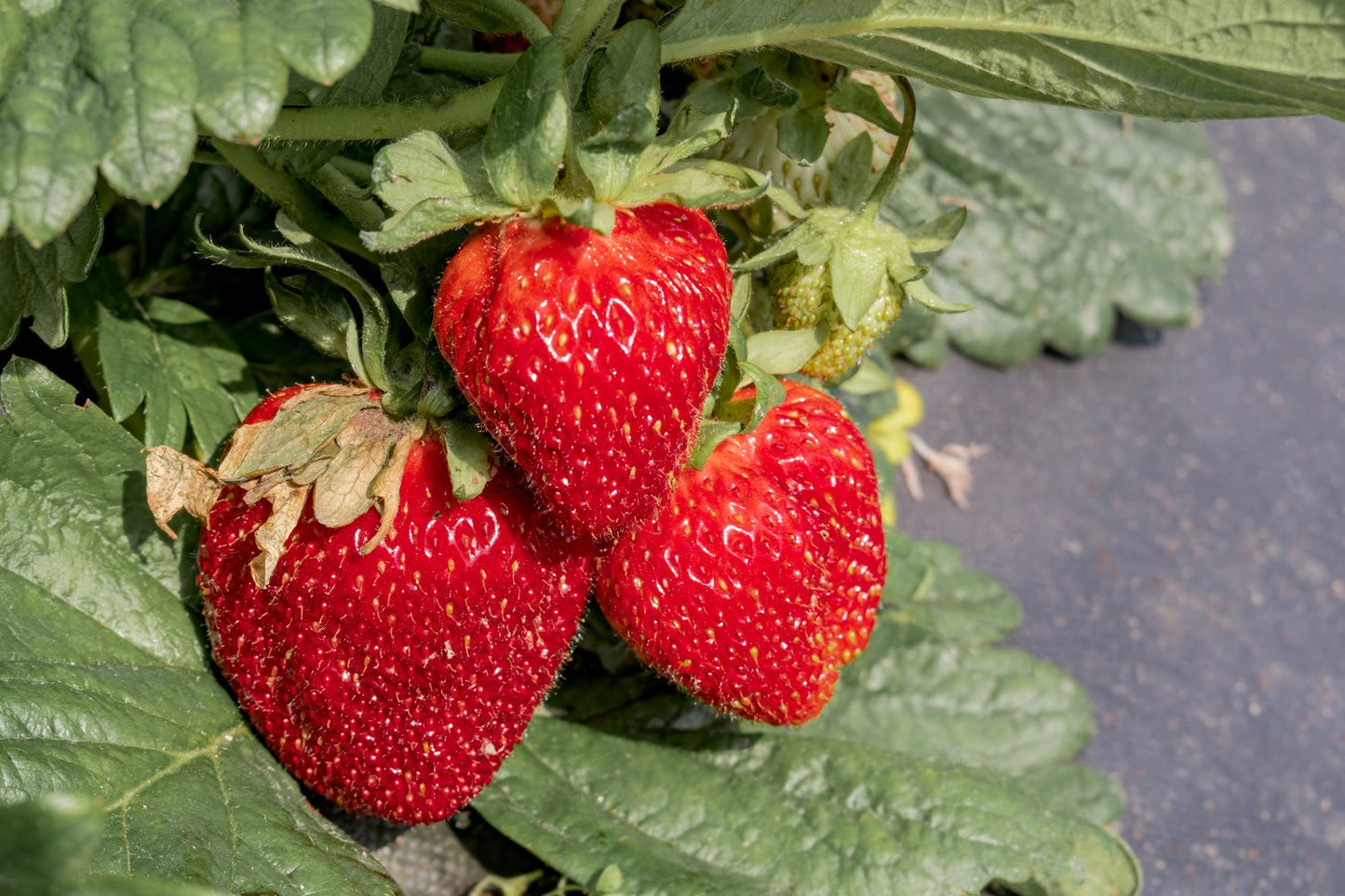Fragaria ananassa 'Honeoye'