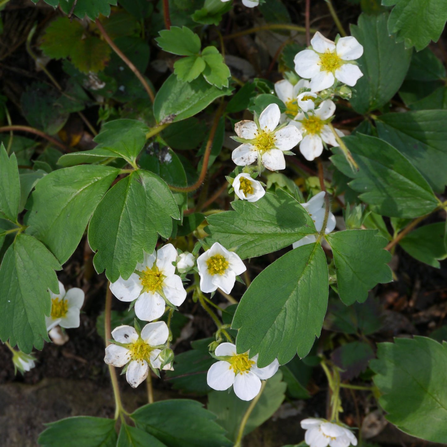 Fragaria ananassa 'Honeoye'