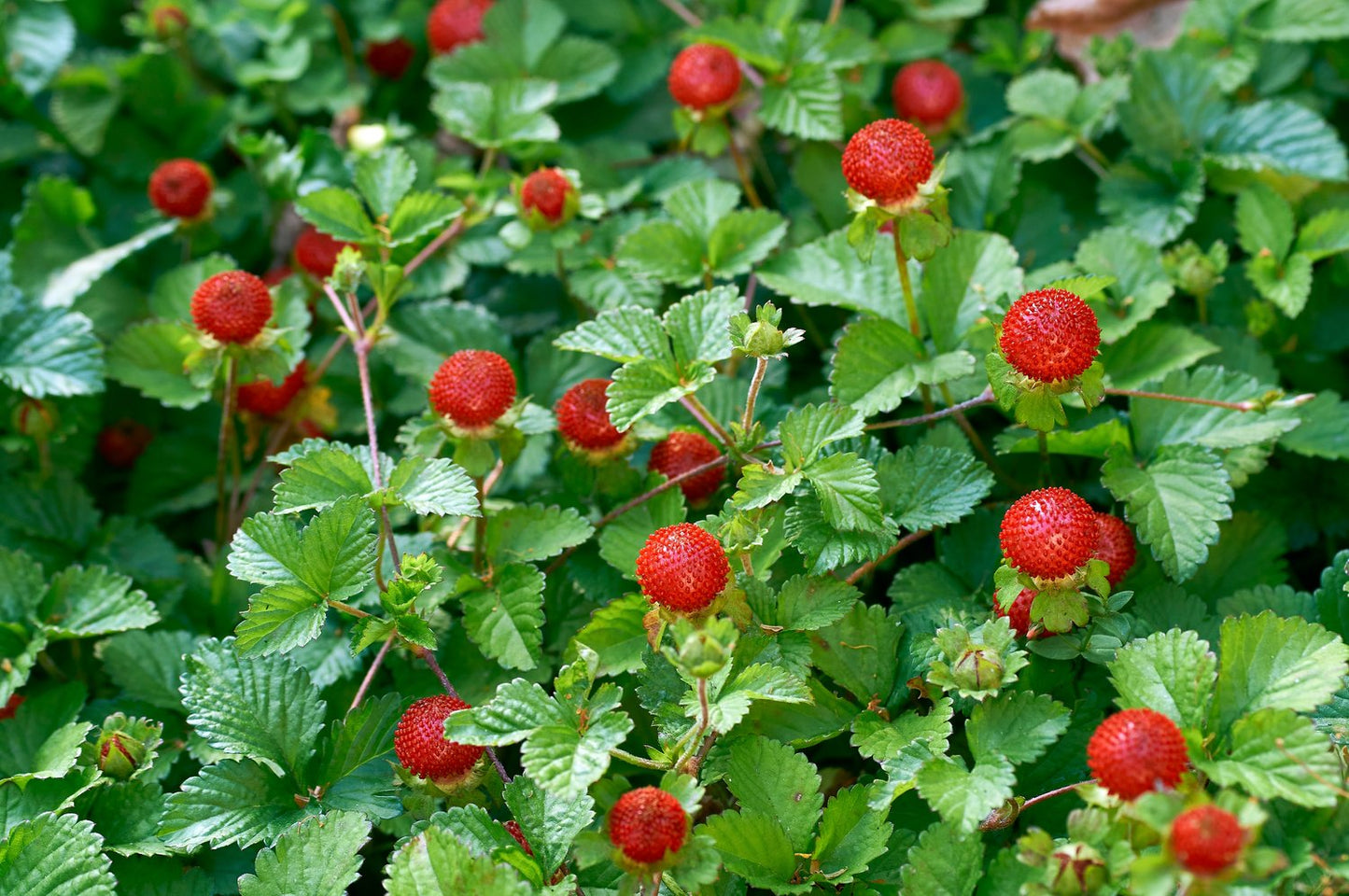 Fragaria vesca 'Rügen'