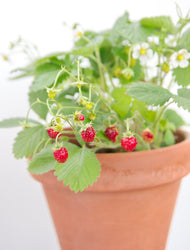 Fragaria vesca 'Rügen'