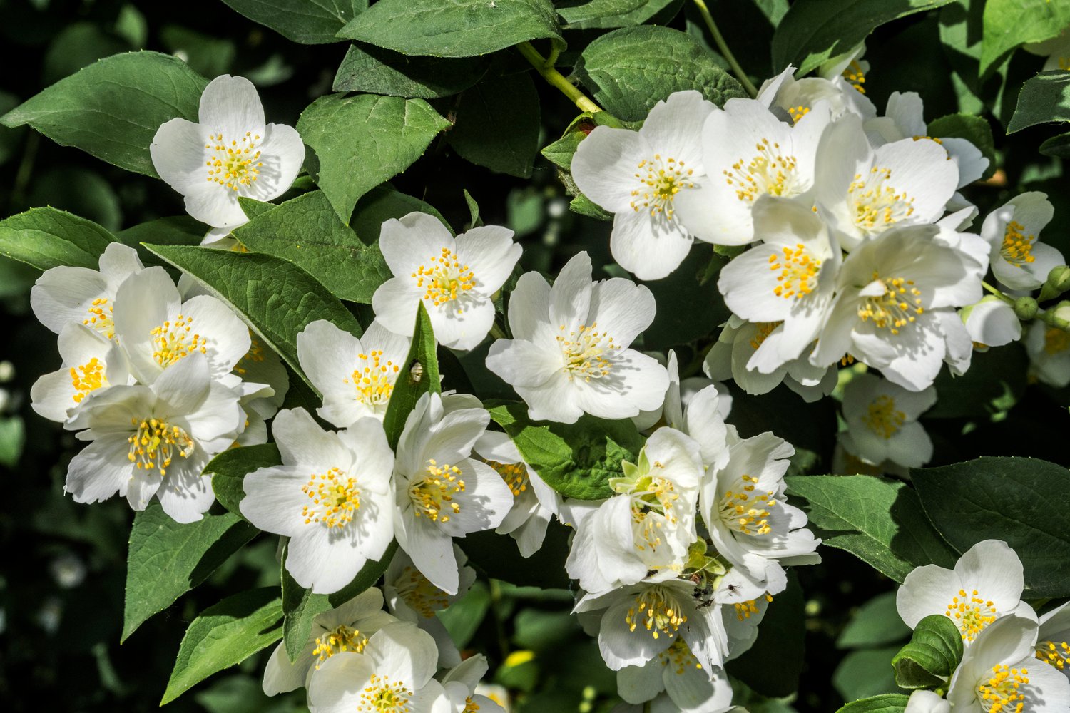 Philadelphus coronarius 'Finn' E