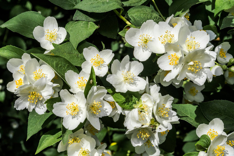 Philadelphus coronarius 'Finn' E