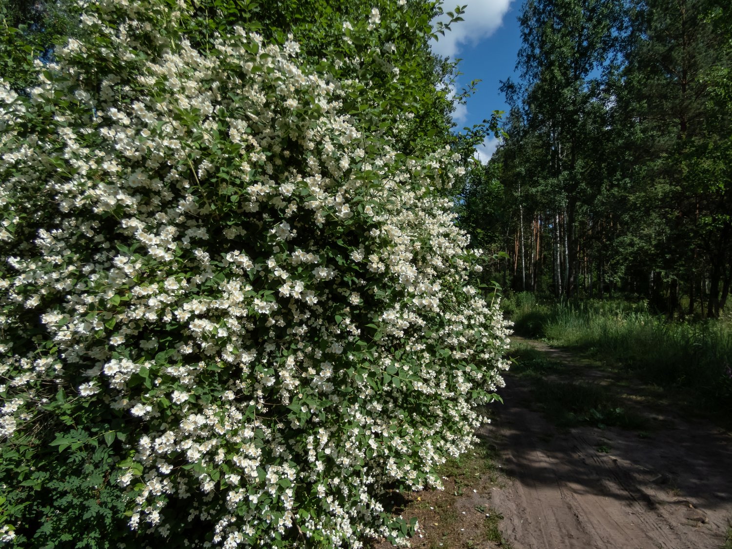 Philadelphus coronarius 'Finn' E