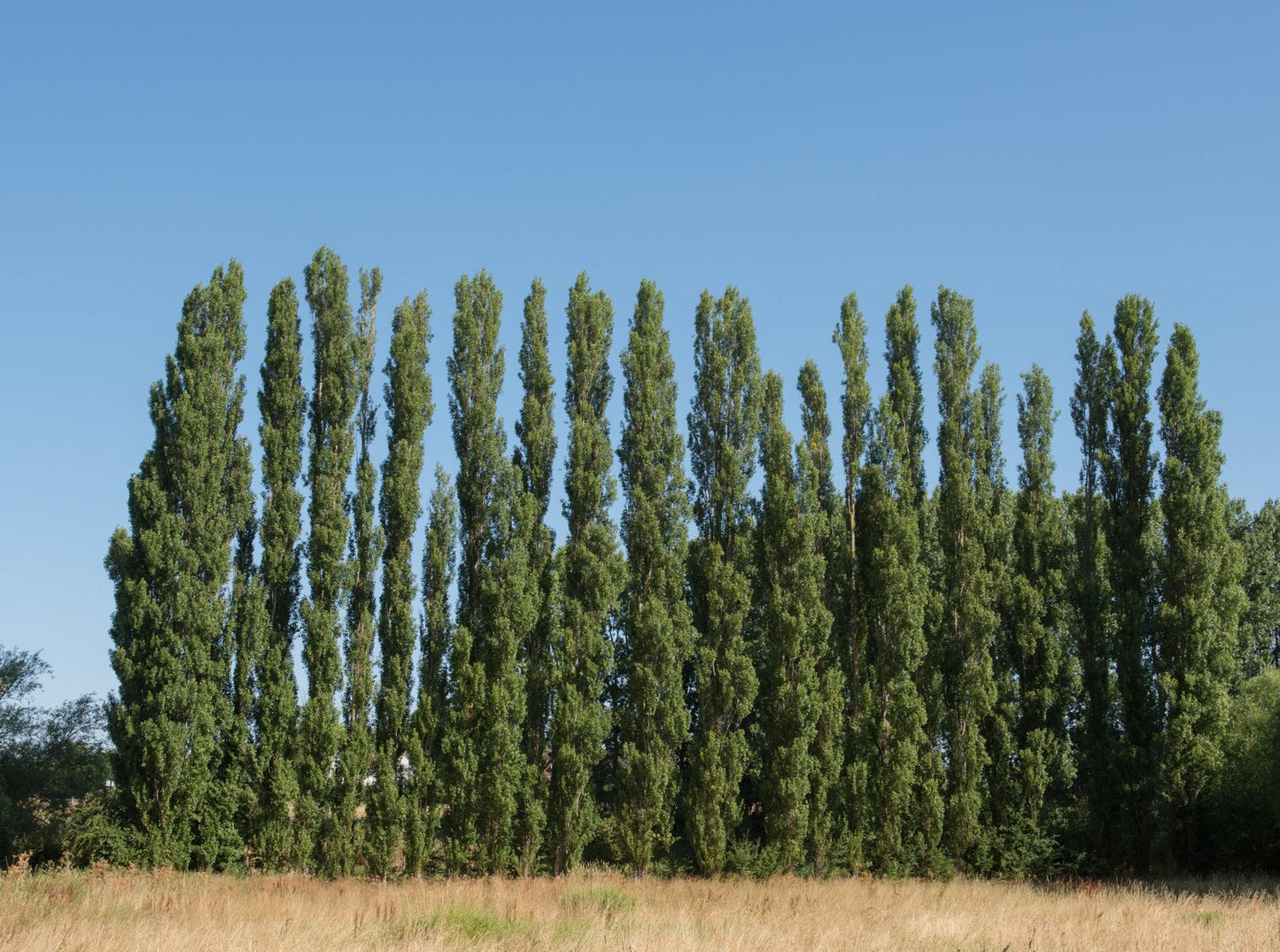 Populus nigra 'Italica', 60-100 cm