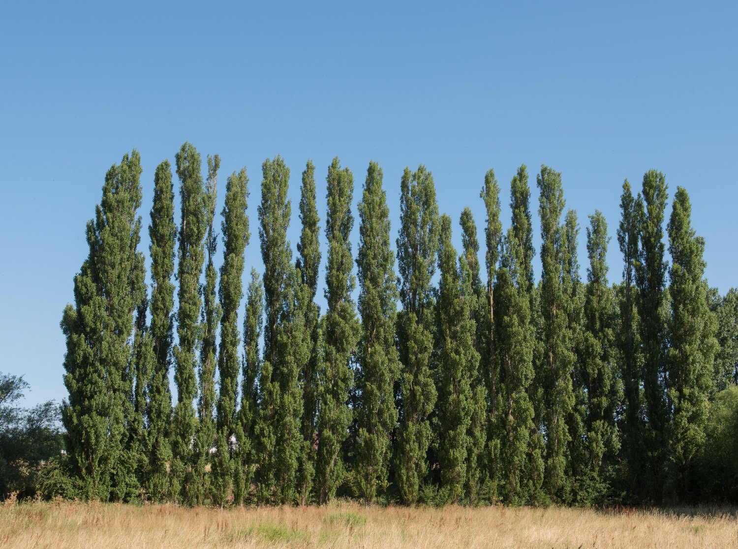 Populus nigra 'Italica', 60-100 cm