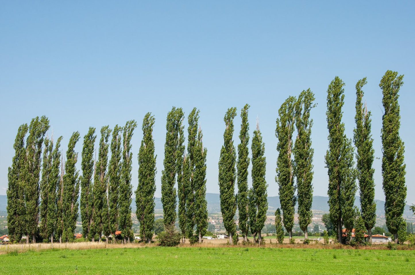 Populus nigra 'Italica', 60-100 cm