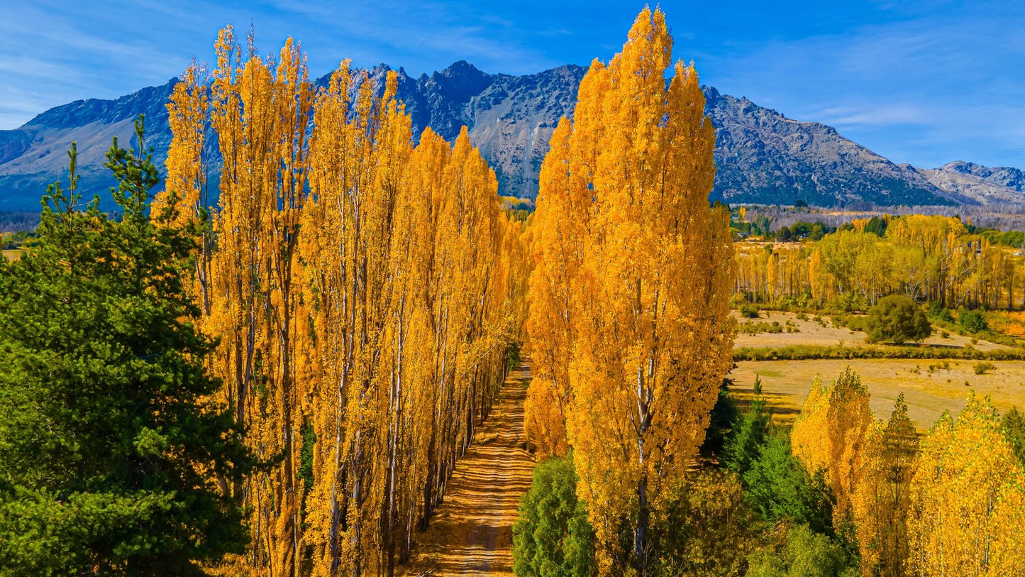 Populus nigra 'Italica', 60-100 cm