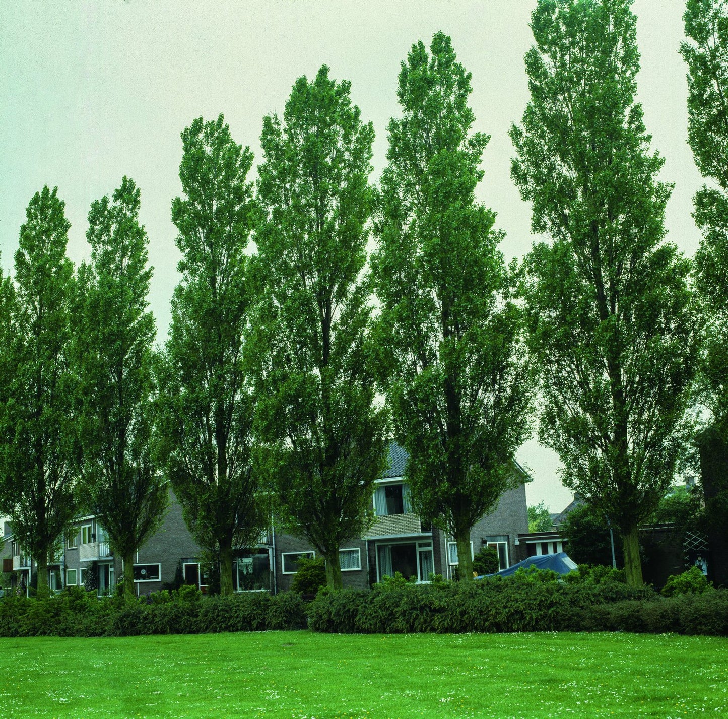 Populus nigra 'Italica', 60-100 cm