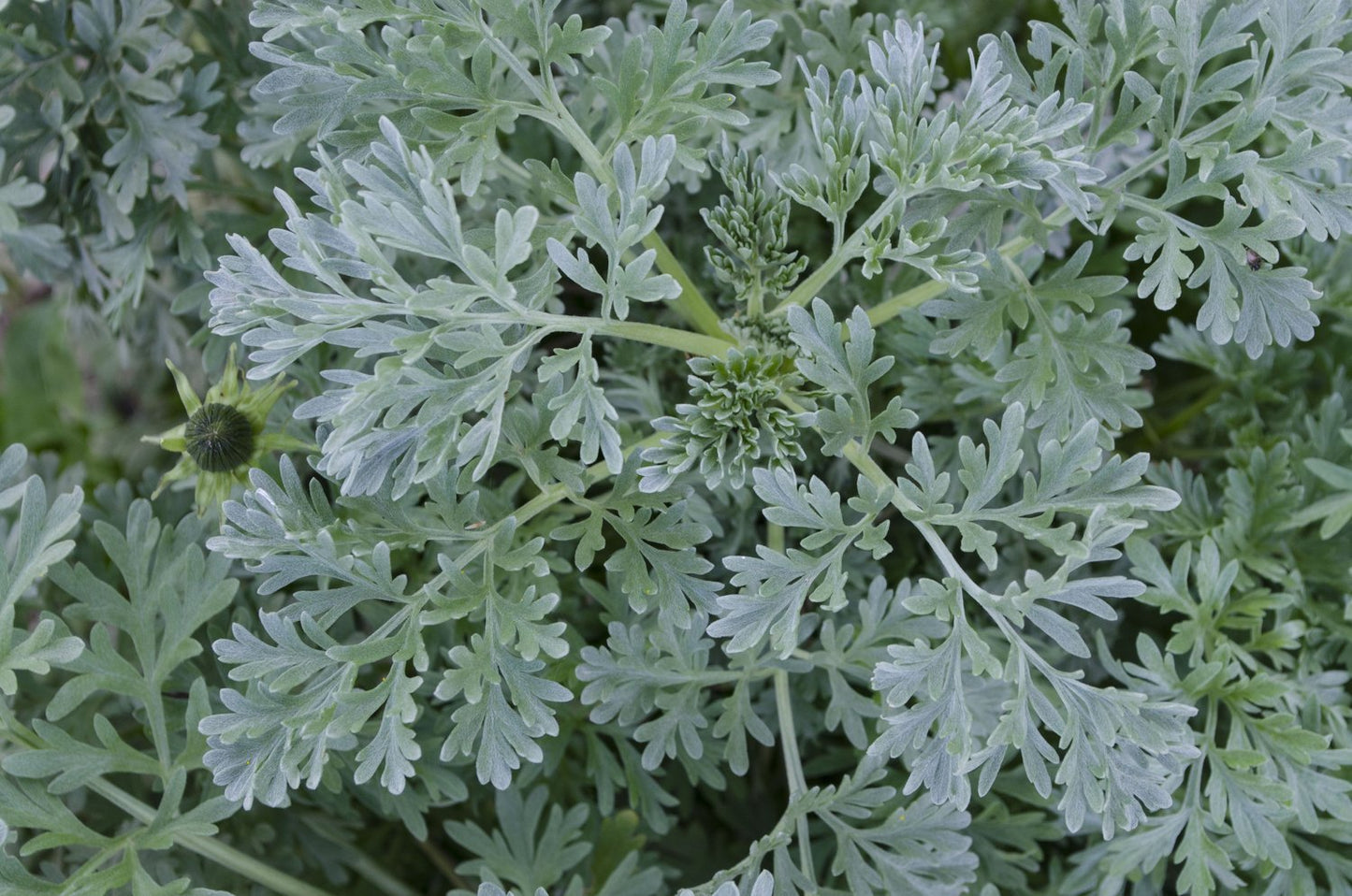 Artemisia absinthium