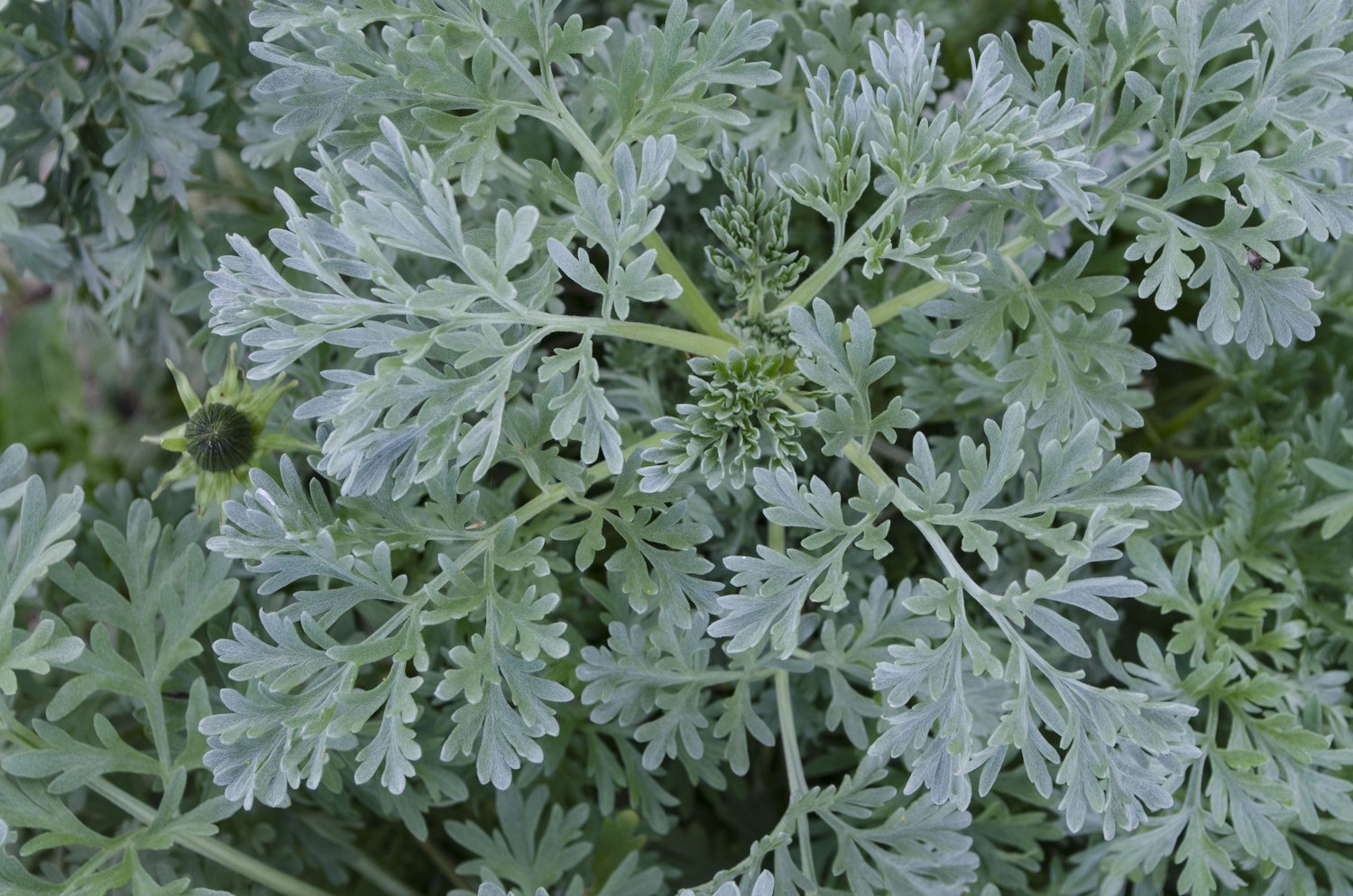 Artemisia absinthium
