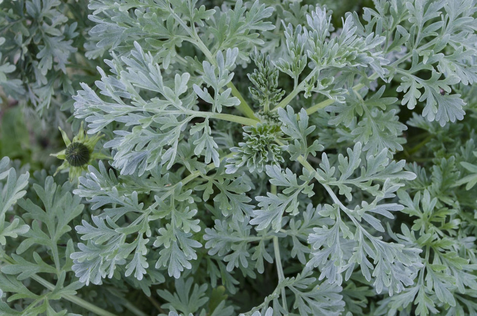 Artemisia absinthium