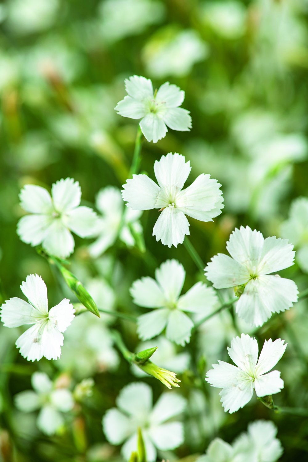 Dianthus deltoides 'Albiflorus'