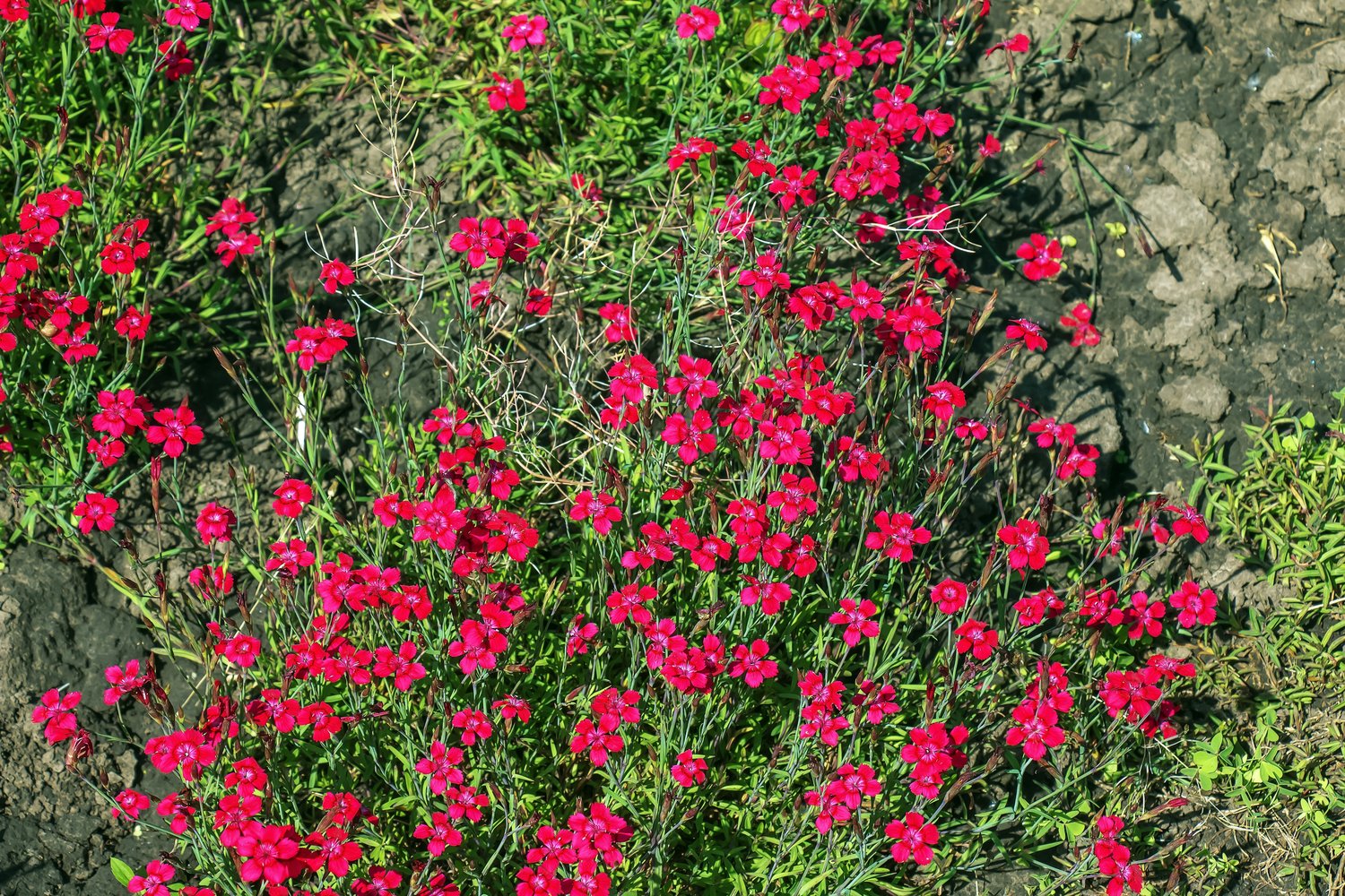 Dianthus deltoides 'Brilliant'