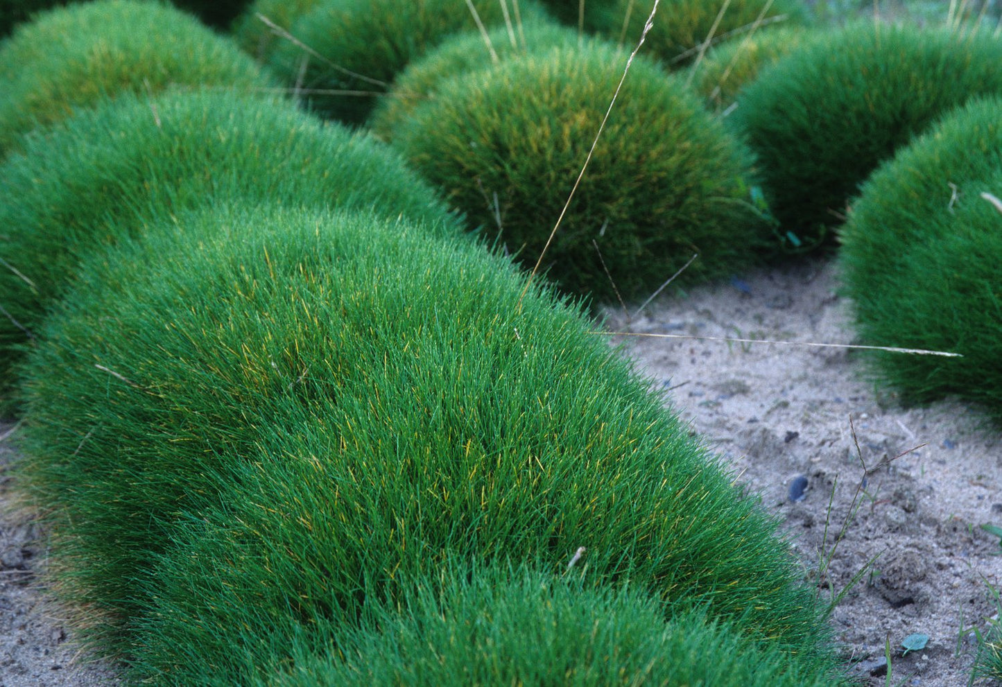 Festuca gautieri
