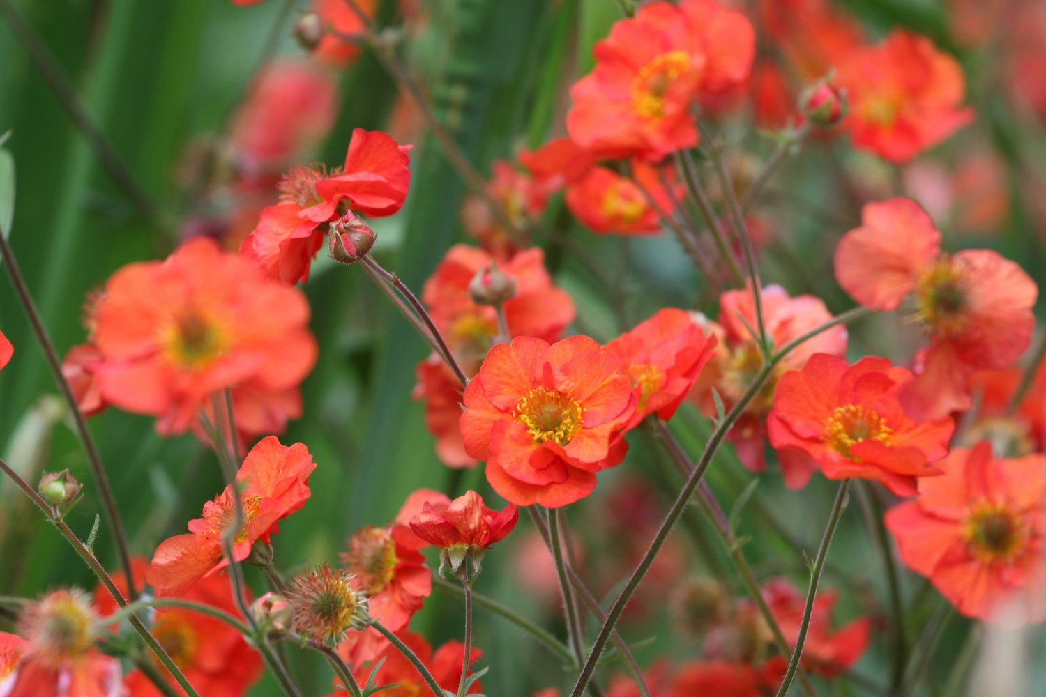 Geum 'Scarlet Tempest'