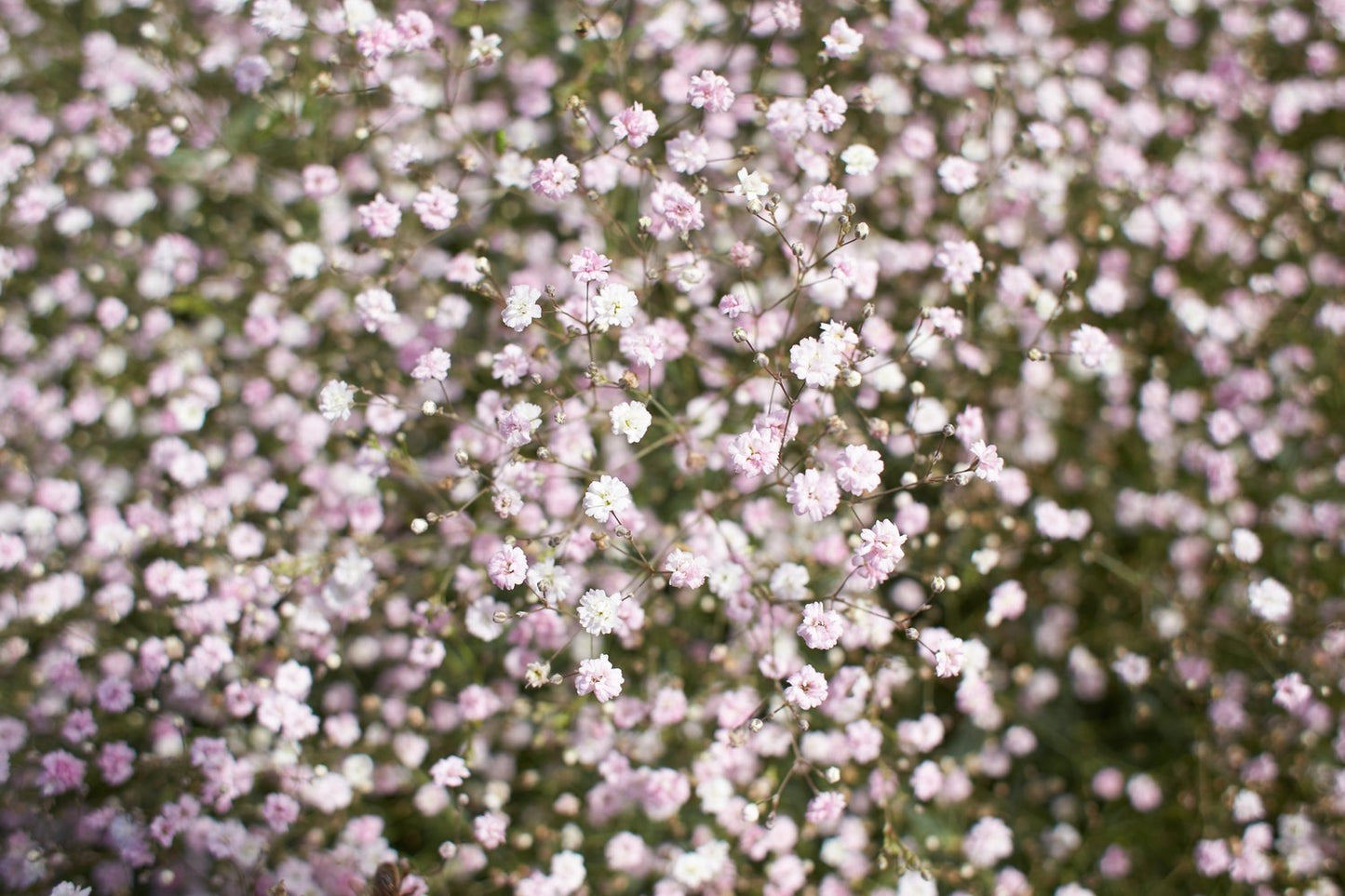 Gypsophila 'Rosenschleier'