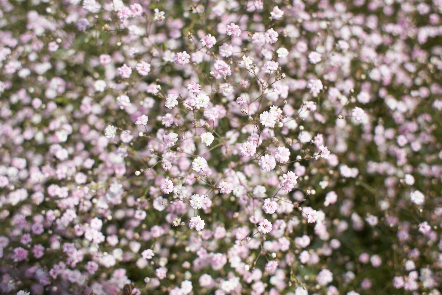 Gypsophila 'Rosenschleier'